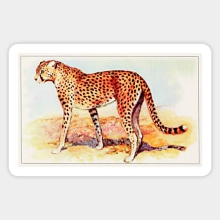 Cheetah illustration Sticker